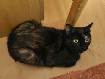 Tiana (F /01-2024)