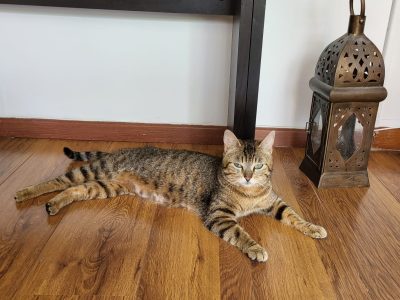 WENDY (F / 06-2023)