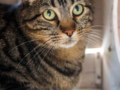 KISSA (F / 06-2021)