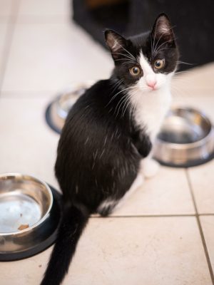 ALOUETTE (F / 08-2025)