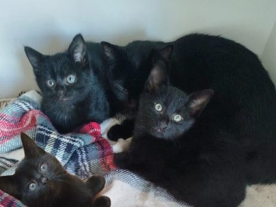 ABELIA (F)-ABRIKO (M) 08/25