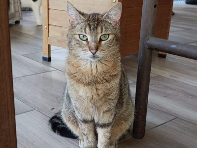 ZELDA (F /10-2024)