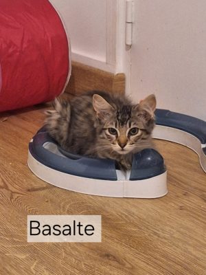 BASALTE (M / 06-2026)
