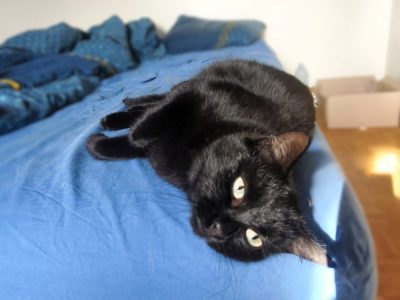 PEPPER (F / 09-2021)