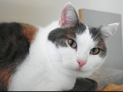 WILLOW (F / 2020)