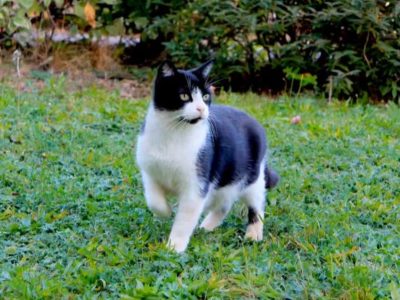 ZORRO (M / 2012)