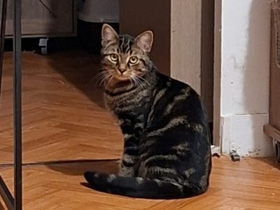 ARAGON (M / 06-2025)