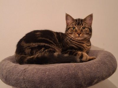 ARAGON (M / 06-2025)