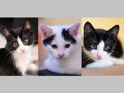 ALOUETTE (F) ANANAS (F) ARTHUR (M)/08-25