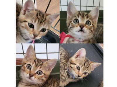 Alma, Altesse, Ambre, Abby